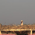 19_40-mast.jpg
