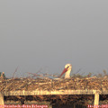 19_45-mast.jpg