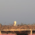19_55-mast.jpg