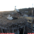 20_05-nest.jpg
