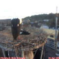 06_40-nest.jpg
