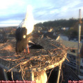 06_50-nest.jpg