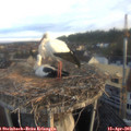07_00-nest.jpg