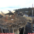 07_05-nest.jpg