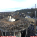 07_20-nest.jpg