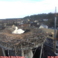 07_35-nest.jpg