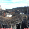 07_50-nest.jpg