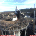 08_00-nest.jpg