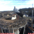 08_05-nest.jpg