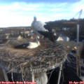 08_10-nest.jpg