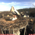 08_15-nest.jpg