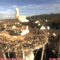 08_20-nest.jpg