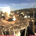 08_25-nest.jpg