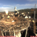 08_30-nest.jpg