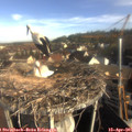08_35-nest.jpg