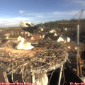 08_40-nest.jpg