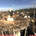08_45-nest.jpg