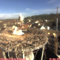 08_50-nest.jpg