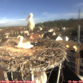 08_55-nest.jpg