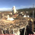 09_00-nest.jpg
