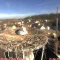 09_10-nest.jpg
