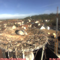 09_15-nest.jpg