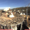 09_30-nest.jpg