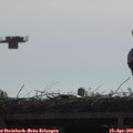 09_35-mast.jpg