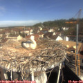 09_55-nest.jpg