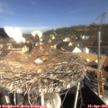 10_00-nest.jpg