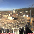 10_10-nest.jpg