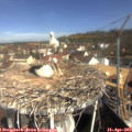 10_15-nest.jpg
