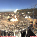 10_20-nest.jpg
