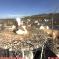 10_25-nest.jpg