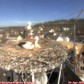 10_30-nest.jpg