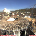 10_35-nest.jpg