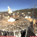 10_40-nest.jpg