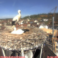 11_00-nest.jpg
