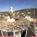 11_05-nest.jpg
