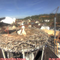 11_20-nest.jpg