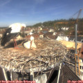 11_25-nest.jpg