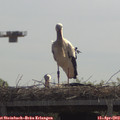 11_30-mast.jpg