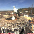 11_30-nest.jpg