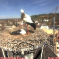 11_35-nest.jpg