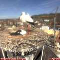 11_40-nest.jpg