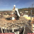 11_45-nest.jpg