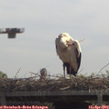 11_50-mast.jpg