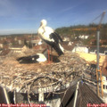 11_50-nest.jpg