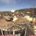 12_00-nest.jpg