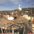 12_10-nest.jpg